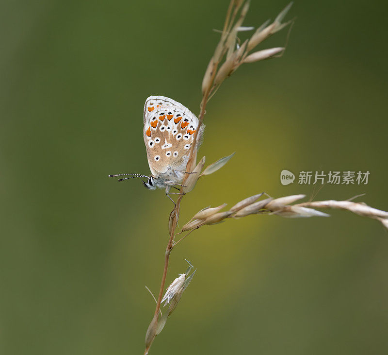 棕Argus蝴蝶(Aricia agestis)